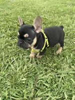 Charlie , a male French Bulldog for sale in Merced, CA – Photo 2 of 10