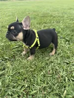 Charlie , a male French Bulldog for sale in Merced, CA – Photo 4 of 10