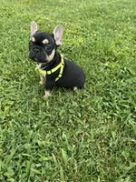Charlie , a male French Bulldog for sale in Merced, CA – Photo 10 of 10
