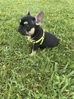 Charlie , a male French Bulldog for sale in Merced, CA – Photo 7 of 10