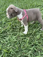 Nova , a female Boston Terrier for sale in Merced, CA – 7 of 9