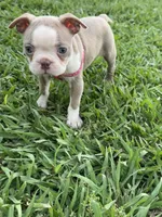 Coco, a female Boston Terrier for sale in Merced, CA – 2 of 9