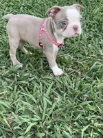 Coco, a female Boston Terrier for sale in Merced, CA – 7 of 9