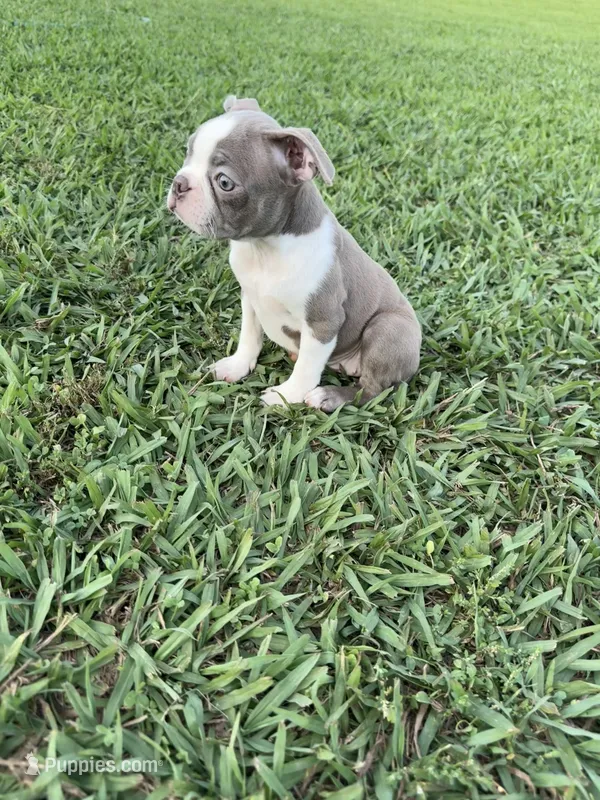 Hazel  – Boston Terrier puppy for sale in Merced, CA