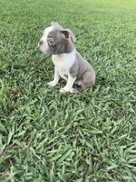 Hazel , a female Boston Terrier for sale in Merced, CA – 1 of 4