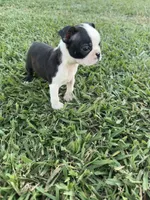 Bailey, a female Boston Terrier for sale in Merced, CA – 4 of 8