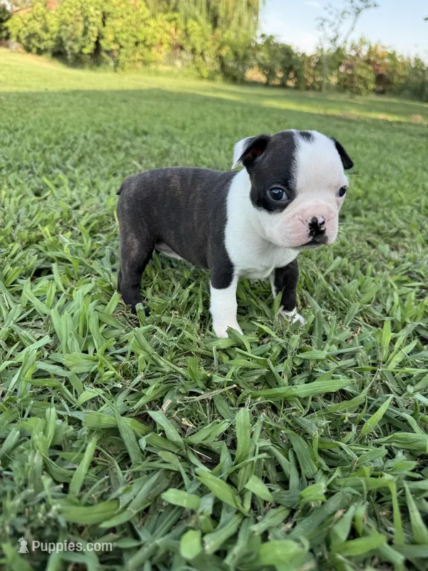 Bella – Boston Terrier puppy for sale in Merced, CA