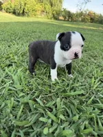 Bella, a female Boston Terrier for sale in Merced, CA – 1 of 6