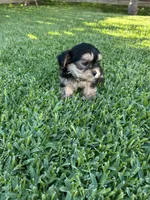 Milo, a male Shih Tzu and Yorkshire Terrier for sale in Merced, CA – 3 of 3