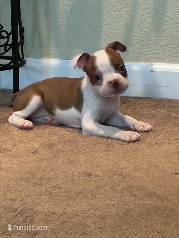 Bella – Boston Terrier puppy for sale in Merced, CA