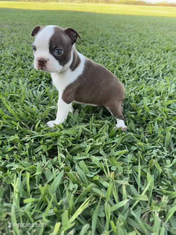 Scooby – Boston Terrier puppy for sale in Merced, CA