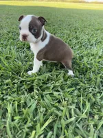 Scooby, a male Boston Terrier for sale in Merced, CA – 1 of 6