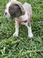 Nova , a female Boston Terrier for sale in Merced, CA – 9 of 9