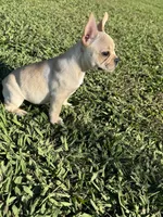 Luna, a female French Bulldog for sale in Merced, CA – 7 of 8