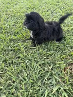 Teddy , a male Shih Tzu for sale in Merced, CA – 4 of 8