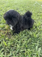 Teddy , a male Shih Tzu for sale in Merced, CA – 7 of 8