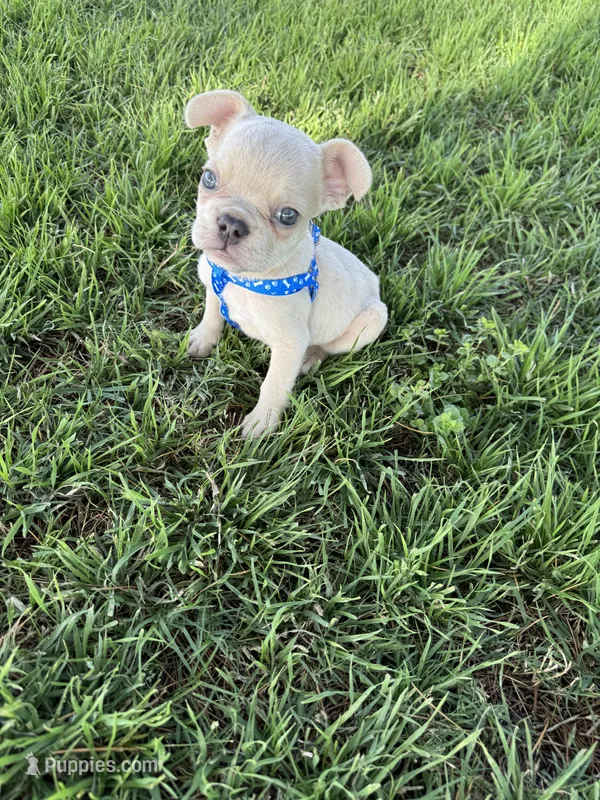 Charlie  – French Bulldog puppy for sale in Merced, CA