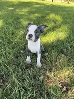 Bella, a female Boston Terrier for sale in Merced, CA – 3 of 5