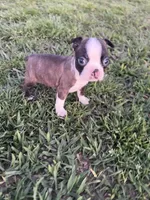 Bingo , a male Boston Terrier for sale in Merced, CA – Photo 4 of 6