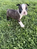 Bingo , a male Boston Terrier for sale in Merced, CA – Photo 5 of 6