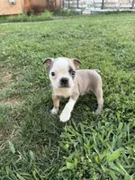 Bandit, a male Boston Terrier for sale in Merced, CA – 4 of 4