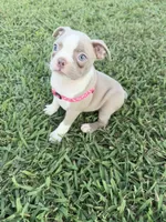 Stacy, a female Boston Terrier for sale in Merced, CA – 10 of 10