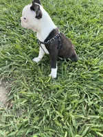 Bella, a female Boston Terrier for sale in Merced, CA – 3 of 8