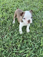 Roxie , a female Boston Terrier for sale in Merced, CA – 5 of 8