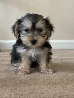 Max , a male Shih Tzu and Yorkshire Terrier for sale in Merced, CA – 3 of 5