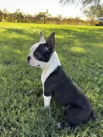 Bandit , a male Boston Terrier for sale in Merced, CA – 7 of 8