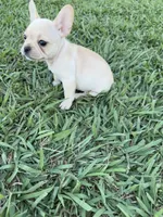 Daisy, a female French Bulldog for sale in Merced, CA – 3 of 7