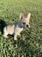 Luna, a female French Bulldog for sale in Merced, CA – 2 of 8