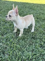Luna, a female French Bulldog for sale in Merced, CA – 8 of 8