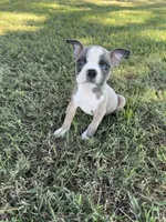 Toby, a male Boston Terrier for sale in Merced, CA – 3 of 4