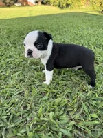 Oreo, a male Boston Terrier for sale in Merced, CA – 2 of 6