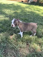 Bingo, a male Boston Terrier for sale in Merced, CA – 5 of 6