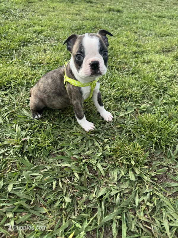 Max – Boston Terrier puppy for sale in Merced, CA