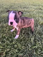 Max, a male Boston Terrier for sale in Merced, CA – Photo 6 of 6