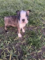 Max, a male Boston Terrier for sale in Merced, CA – Photo 3 of 6