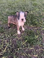 Max, a male Boston Terrier for sale in Merced, CA – Photo 2 of 6