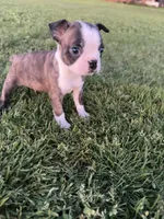 Max, a male Boston Terrier for sale in Merced, CA – Photo 4 of 6