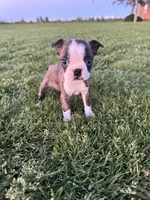 Max, a male Boston Terrier for sale in Merced, CA – Photo 5 of 6