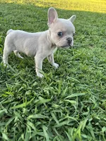 Charlie , a male French Bulldog for sale in Merced, CA – 8 of 9