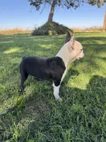 Bandit , a male Boston Terrier for sale in Merced, CA – 8 of 8
