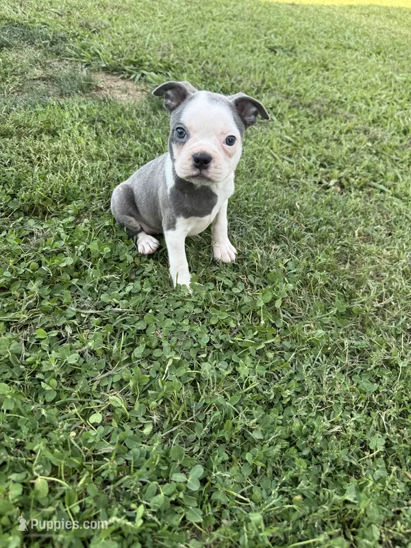 Skye – Boston Terrier puppy for sale in Merced, CA