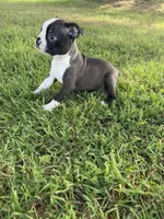Bingo , a male Boston Terrier for sale in Merced, CA – Photo 5 of 7