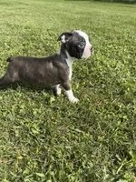 Bingo , a male Boston Terrier for sale in Merced, CA – Photo 6 of 7