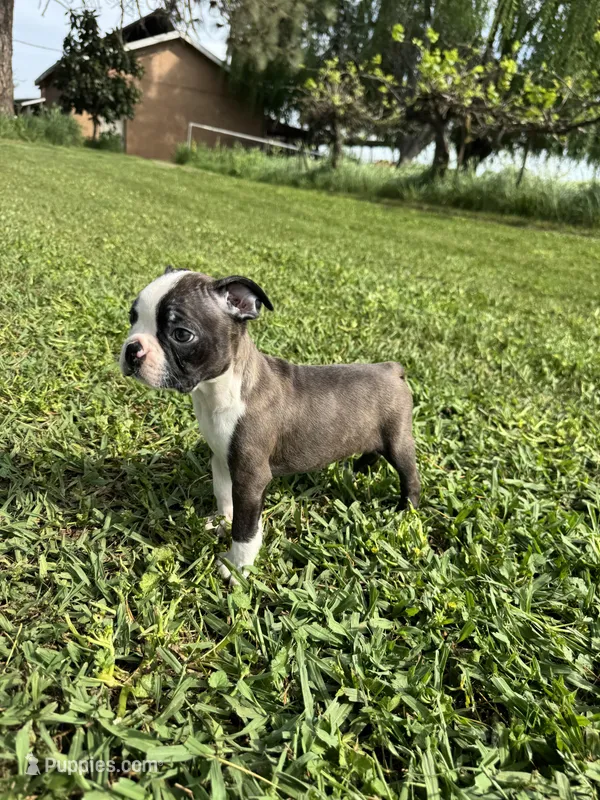 Bingo  – Boston Terrier puppy for sale in Merced, CA