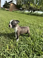Bingo , a male Boston Terrier for sale in Merced, CA – Photo 1 of 7