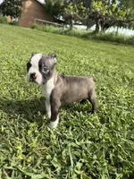 Bingo , a male Boston Terrier for sale in Merced, CA – Photo 3 of 7